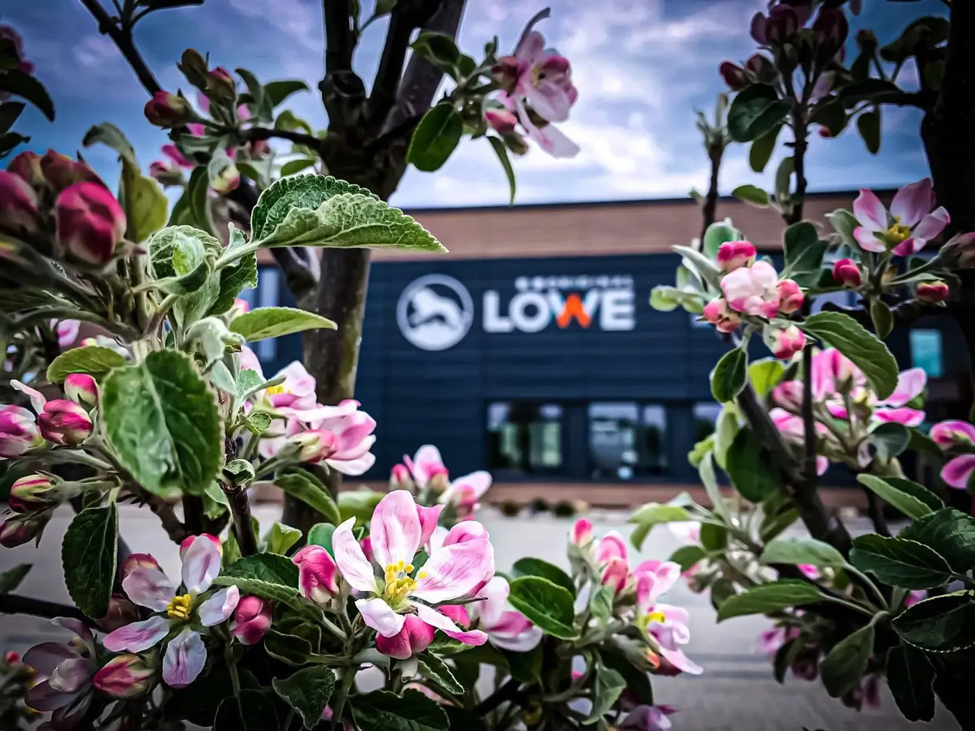 O - Lowe